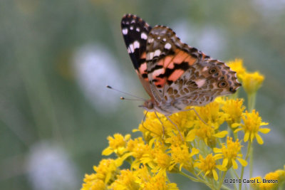 Painted Lady