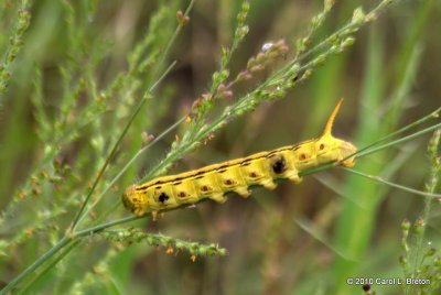 White-lined Sphinx Moth - Hummingbird Moth Caterpillar