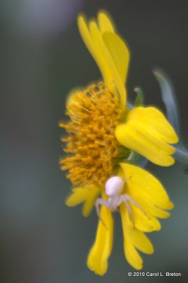 Crab Spider