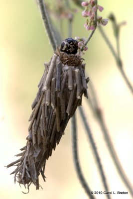 Bagworm Moth - Southeastern Arizona