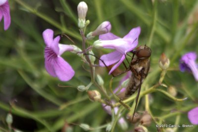 Bee Fly