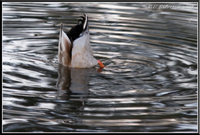 Duck!