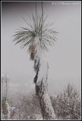 Arizona Yucca In Snow Storm