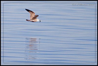 Fishing At The Salton Sea