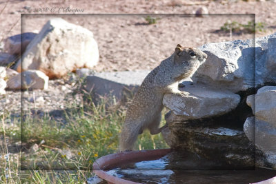 Rock Squirrel