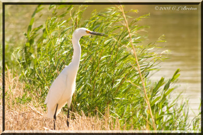 Snowy Egret