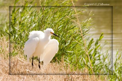 Snowy Egret II