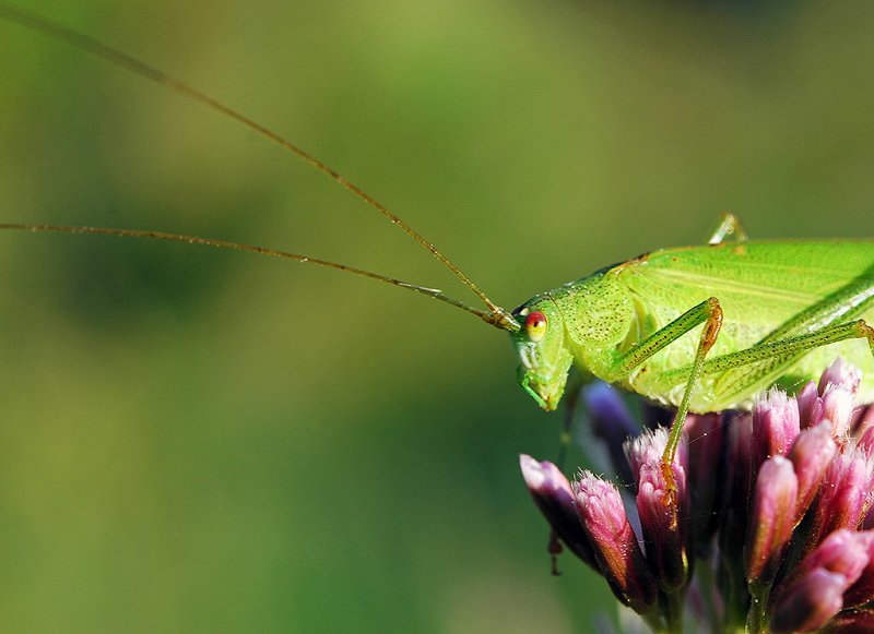 Green Cricket