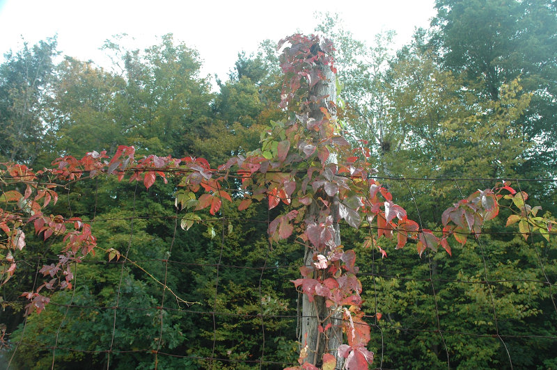 vineonorchardfenceMiddSept2910.jpg
