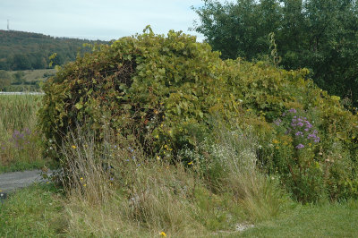 Fencing Stolen PropertySt. Albans.jpg