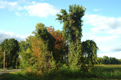 Foster Bros Farm Middlebury 9-18-09 38.jpg