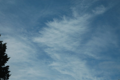 Crosshatched Fallstreak Middlebury 5-25-08 1.jpg