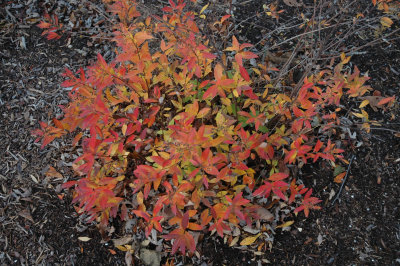 Ablaze-Fall Foliage of Very Young Trees, Bushes, Shrubs, and Leaves