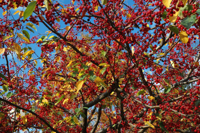 C St Albans 10-24-07 0111.jpg