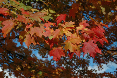 C St Albans 10-24-07 0069.jpg