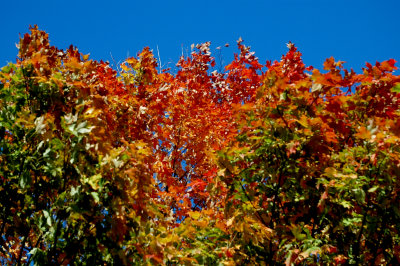 C Middlebury 10-29-07 0161.jpg