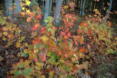 c maple Middlebury 10-29-07 0224.jpg