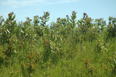 Milkweed Flowering.jpg