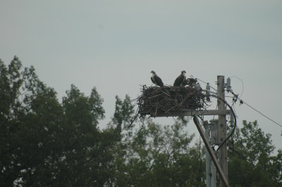 Osprey Nest Fledglings 7-17.jpg