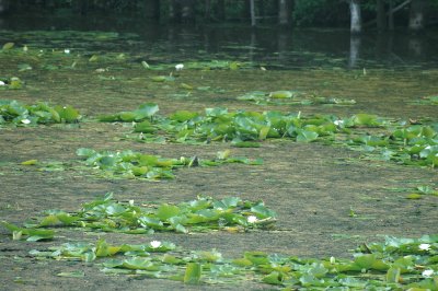 Slang in Addison by Lake Champlain  7-17.jpg