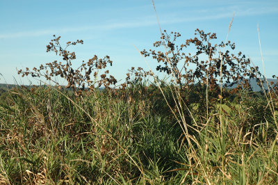 Burdocks 9-11-2010 Middlebury.jpg