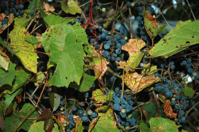 c fox grapes West Rutland 9-23-2007.jpg