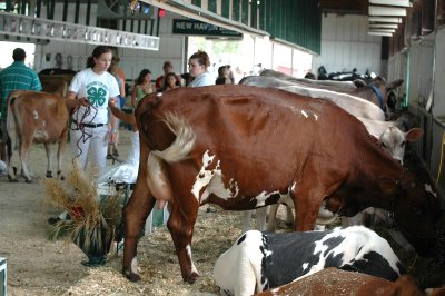 red cow Addison County fair 8-7-07.jpg