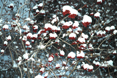 berrry shortcake 12-20-2007 66.jpg