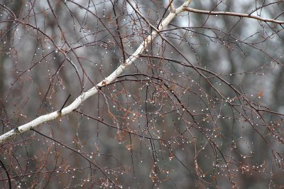 birch seeds are tiny 1-15-2008 15.jpg