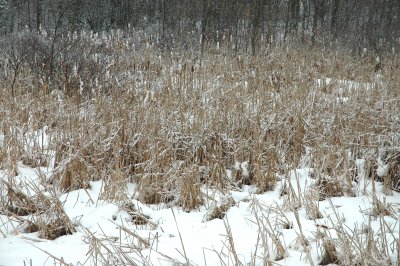 cattail marsh 3-2-08 117.jpg