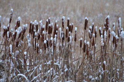 cattails closer view 12-20-07 28.jpg