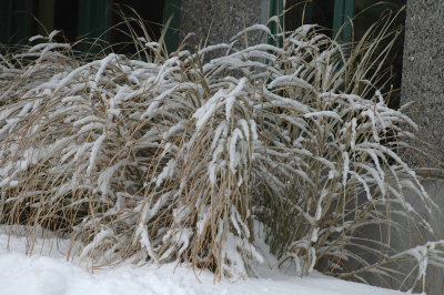 dried arrangement 12-20-07 23.jpg