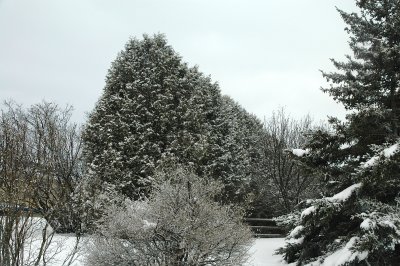 evergreen fence 3-2-08 134.jpg
