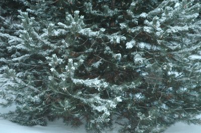 evergreen white 12-20-2007 62.jpg