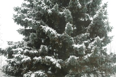 Winter is a Foreign Land