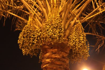 Palm tree