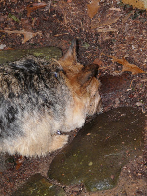 Chipmunk sniffin'