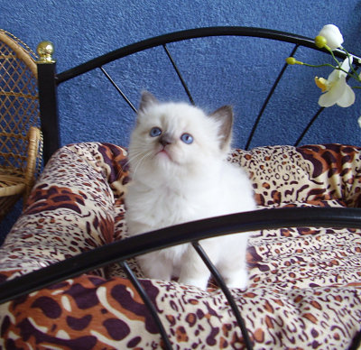 Ragdoll