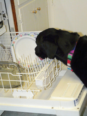 Prewash