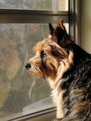 Gus on guard