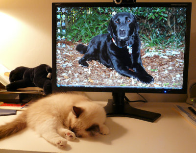 Desktop monitor