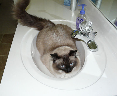Doesn't every cat love the sink?