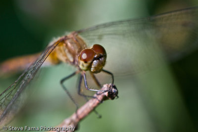 Dragonflies