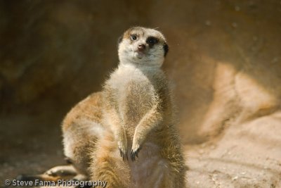 Meerkat