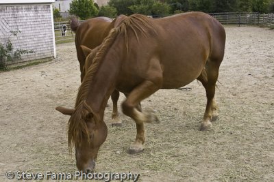 Horses