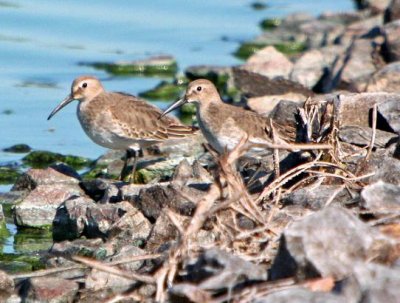 Dunlin