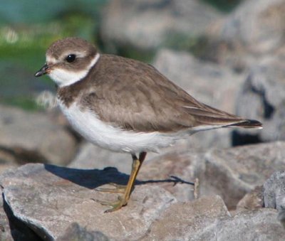 Semipalmated Plover