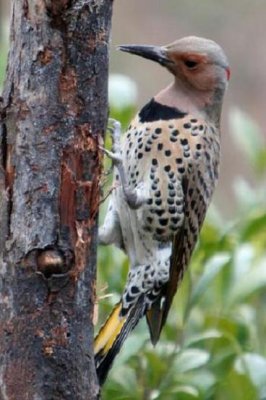 Northern Flicker