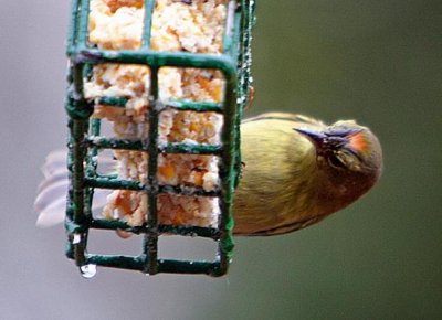 Orange-crowned Warbler