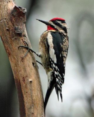 Yellow-bellied Sapsucker